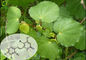 Healthy Sleep Supplement Natural Kava Herb Extract 30% 50% 70% Bulk Kavalactones