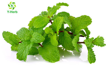 Anti Inflammatory Ingredients Mentha Arvensis Mint Powder Peppermint Leaf Extract