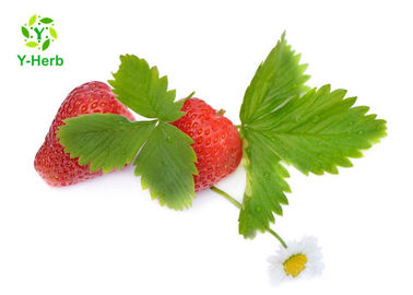 Food Grade Strawberry Extract Powder Organic Dietary Supplement For Beverage