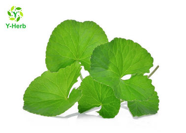 80 Mesh Centella Herbal Extract Powder 10% - 95% Hydrocotyle Asiatica Powder