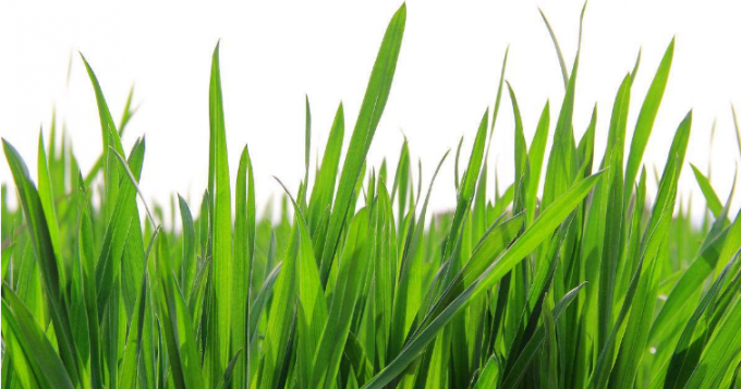 100% rozpuszczalny w wodzie luzem zielony sok z trawy pszenicznej w proszku